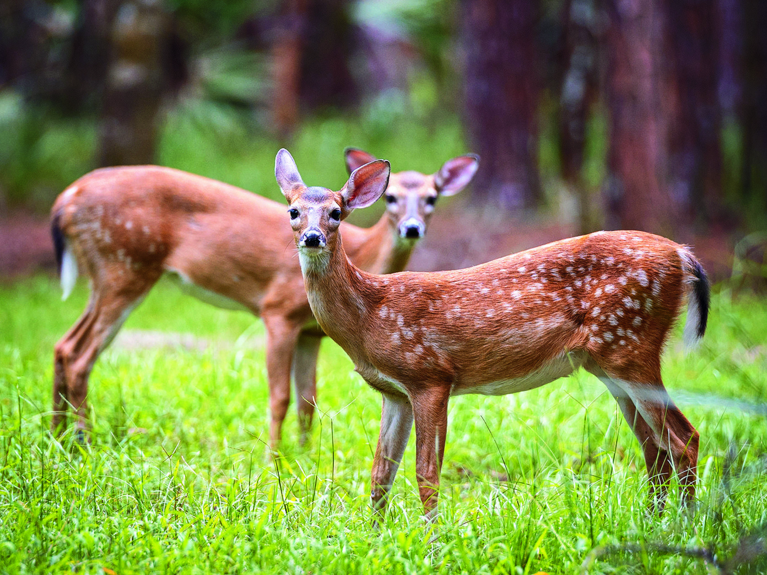 two young deer look up while standing in a field of grass with pine trees behind them