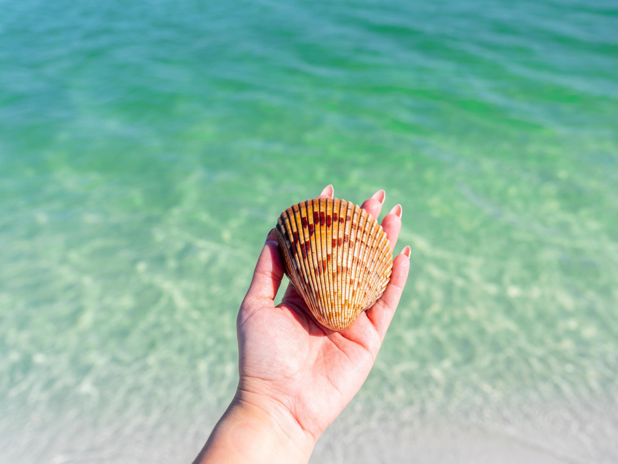 a person's hand holding a large cockle shell near clear green water