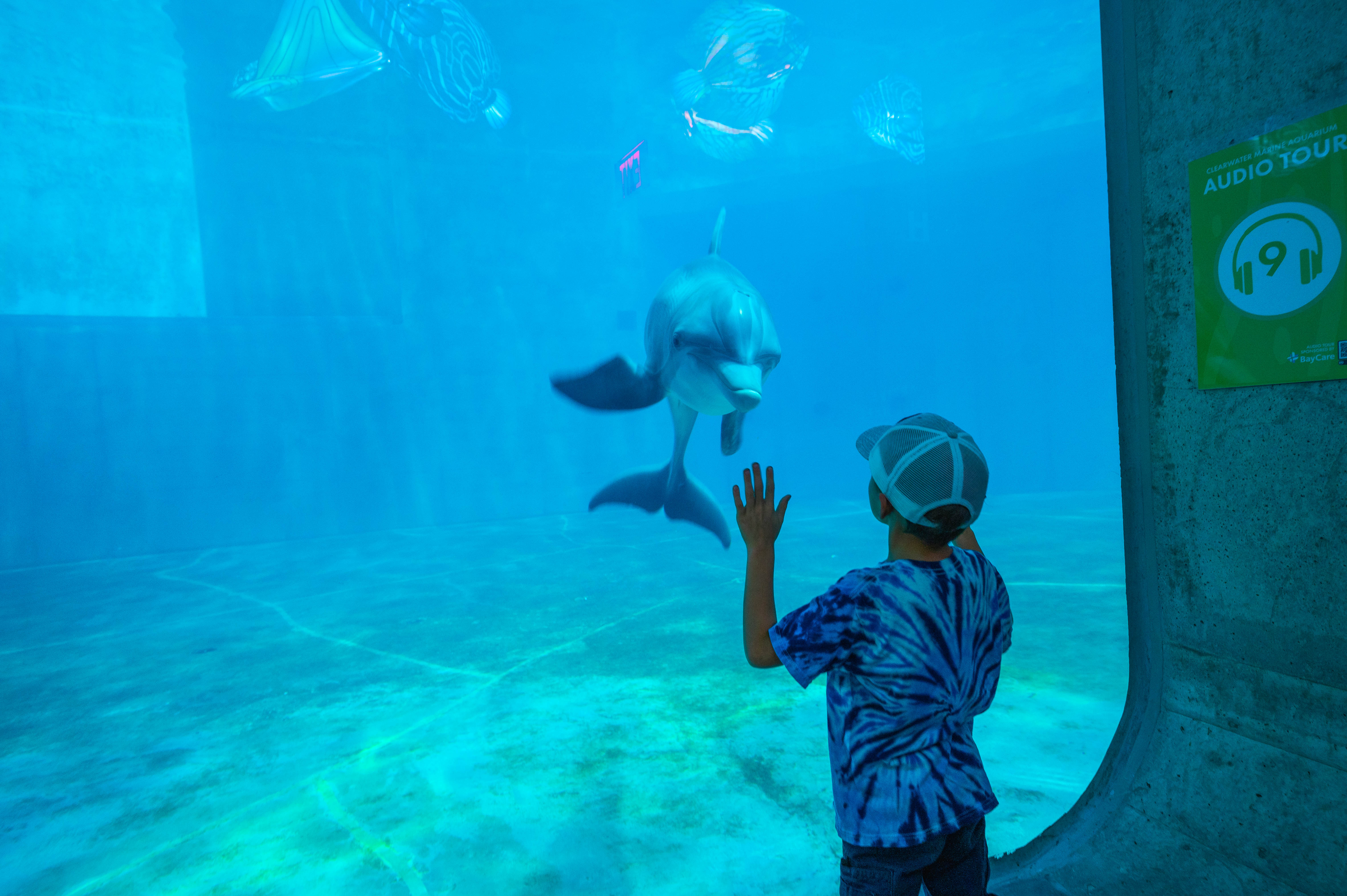 boy looking at dolphin