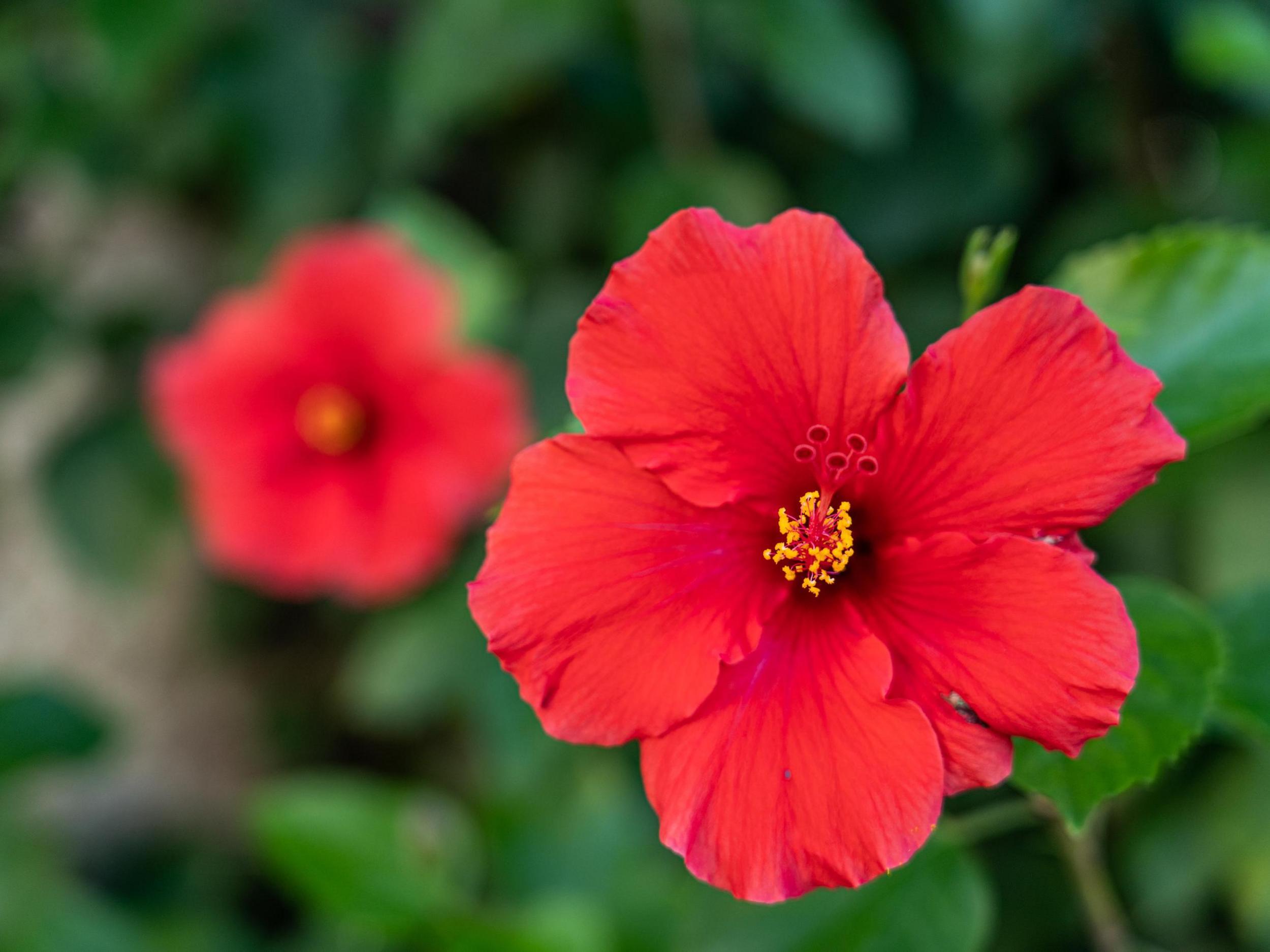 red hibiscus flowers at Sunken Gardens in St. Pete