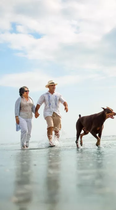 la playa de fort desoto permite perros