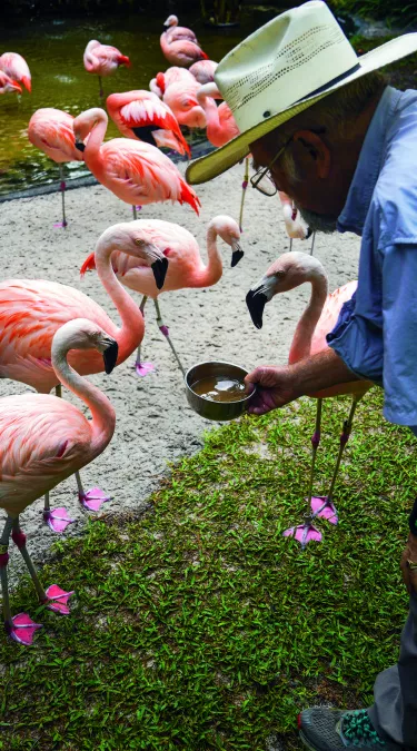 a team member in a beige hat and blue short sleeved shirt feeds the flamingo flock at Sunken Gardens