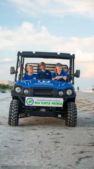 Sea Turtle Nesting Season | Visit St Petersburg Clearwater Florida