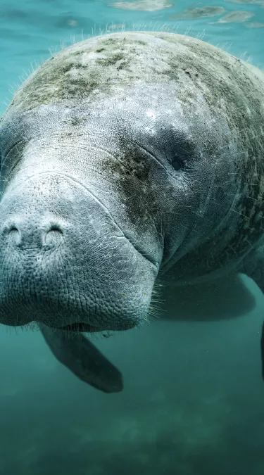 manatee