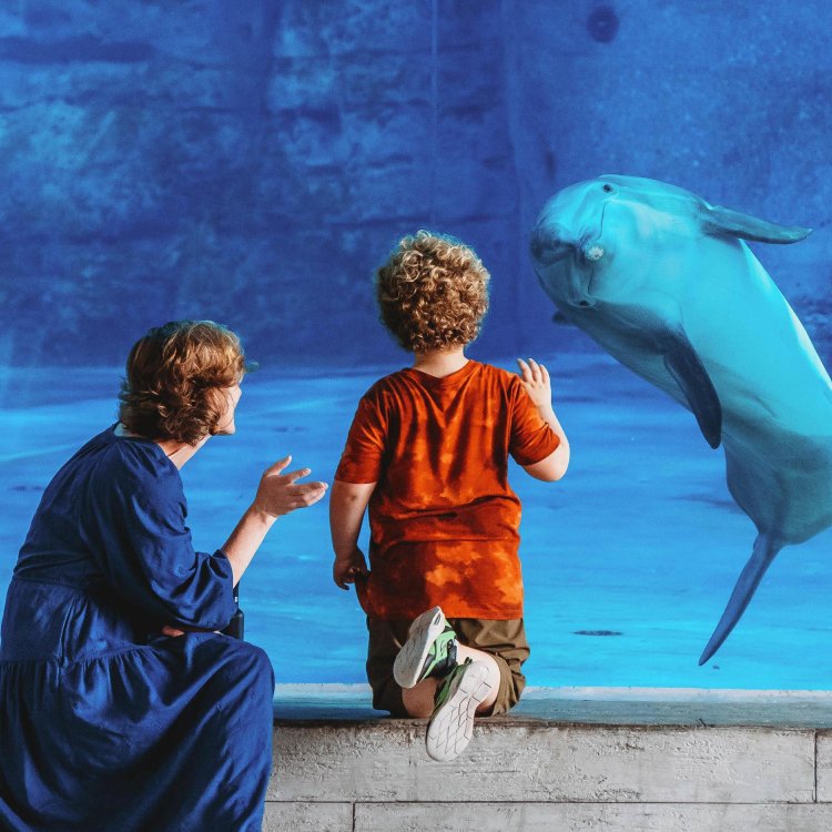 a woman in a blue dress with a small child look at a dolphin in a large tank at Clearwater Marine Aquarium