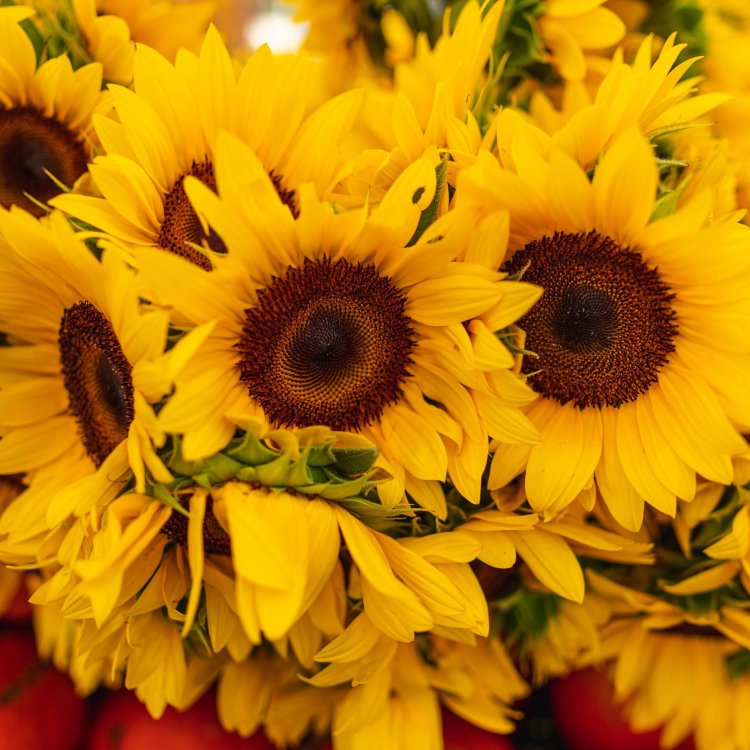 Saturday morning market sunflowers