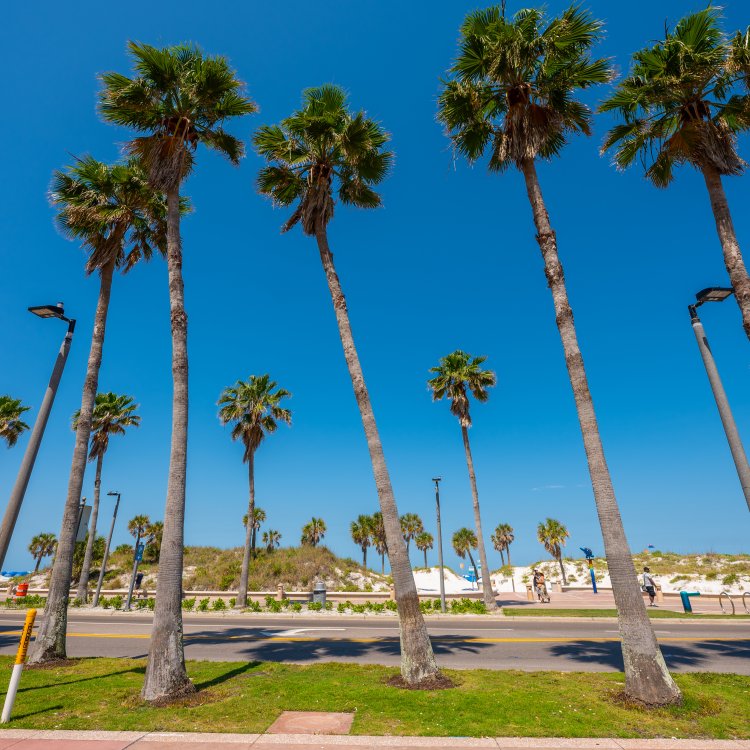 palm trees