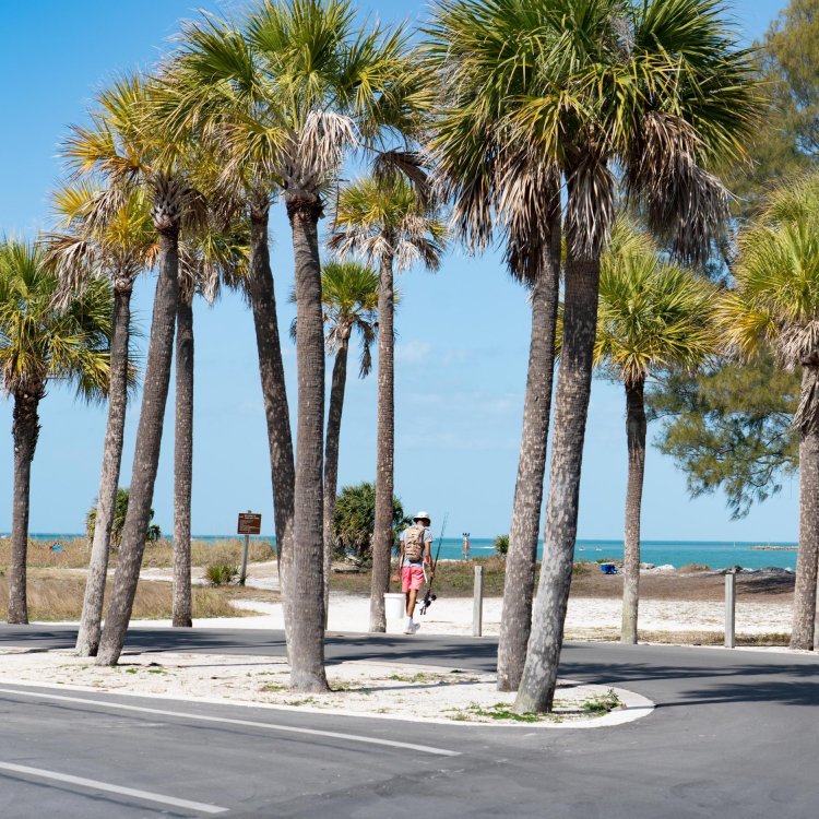 a man walking from the parking lot toward Sand Key Park and beach; there are many palm trees nearby