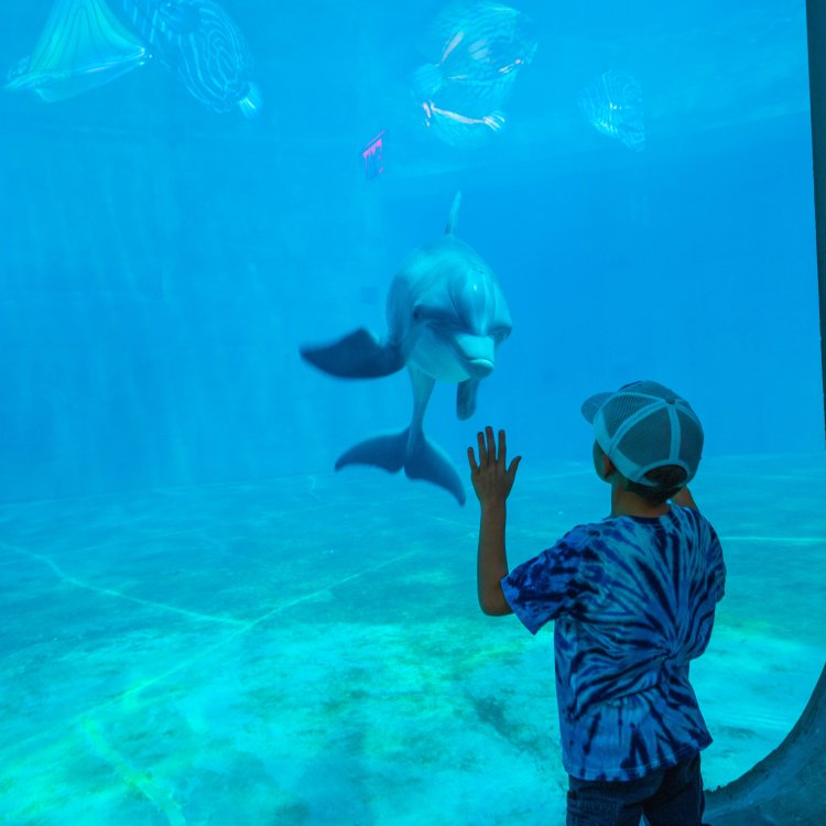 boy looking at dolphin