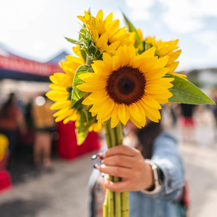 a woman holds sunflowers in her hand at the St. Pete Saturday Morning Market