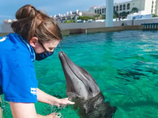 A female worker taking care of Rex, one of the rescued dolphins at an outdoor tank at Clearwater Marine Aquarium.