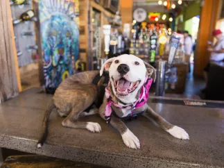 Dog with a pink bandana sits on top of the bar at Dog Bar in St. Pete.
