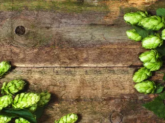 Green hops on top of a rough wooden surface.