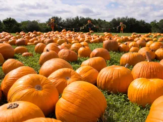 A stock image of a field of pumpkins.