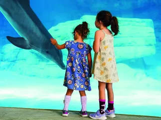 Two little girls in dresses stand at the huge window at the dolphin habitat at Clearwater Marine Aquarium