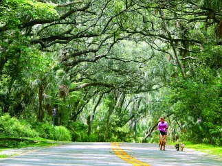 A woman walks three dogs along a Philippe Park road shaded by huge trees.