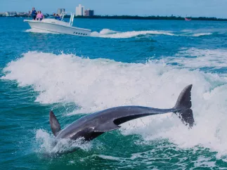 a dolphin jumping in the wake of a boat with another boat and the shoreline nearby