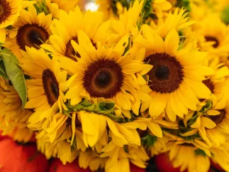 Saturday morning market sunflowers