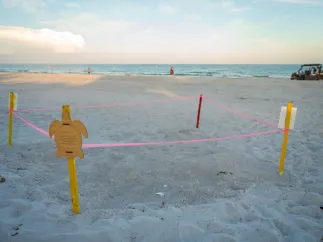 sea turtle nest 