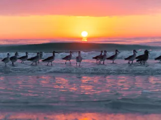 wading birds in the surf in front of a beautiful pink yellow and orange sunset