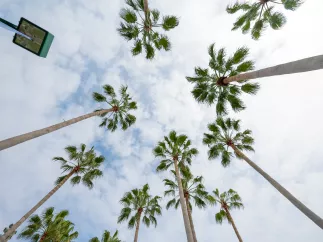 palm trees