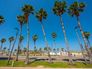 palm trees