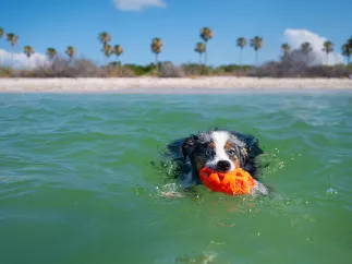 dog in ocean