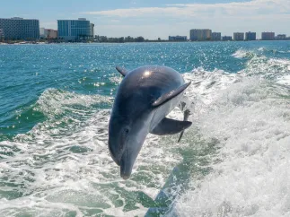 a dolphin jumping in the wake of a boat in Clearwater Harbor