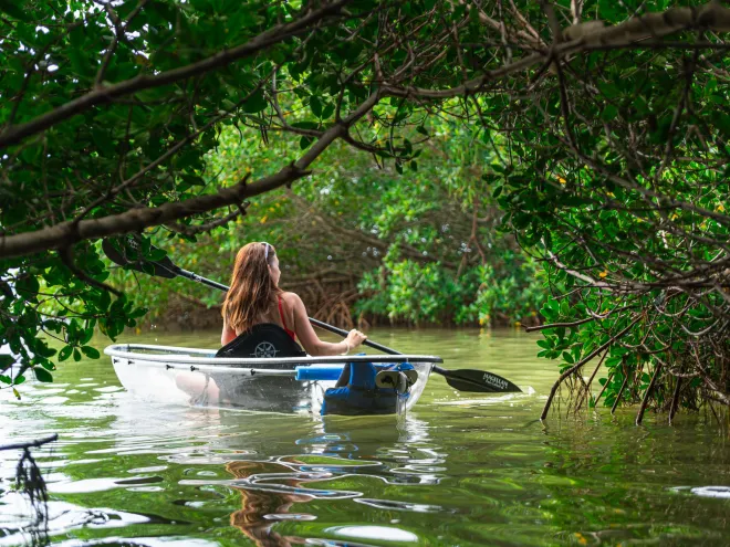A woman in a clear see-through kayak in the mangroves of St. Pete/Clearwater