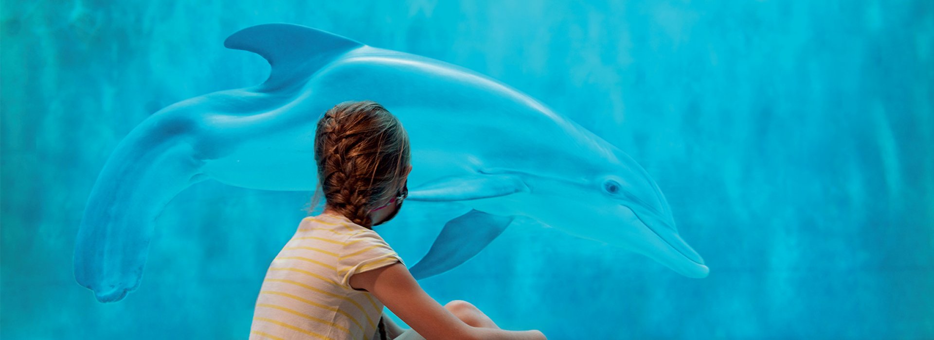 A girl watching Winter the dolphin at Clearwater Marine Aquarium.