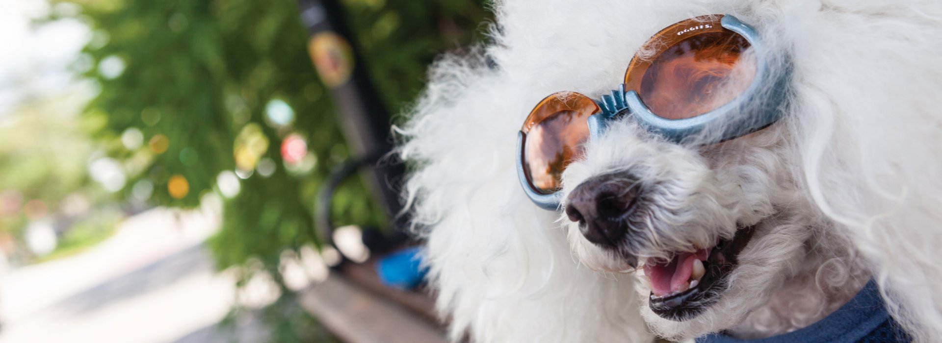 A white curly dog wear sunglasses in Dunedin