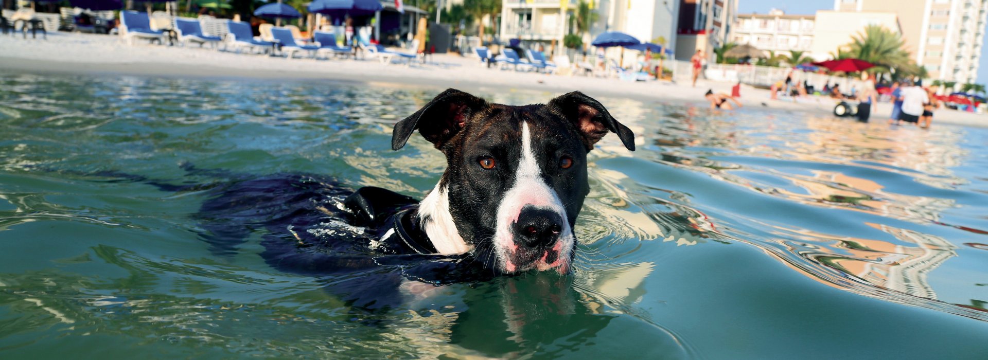 Black and White Dog swimming in the ocean with hotels and beach in background