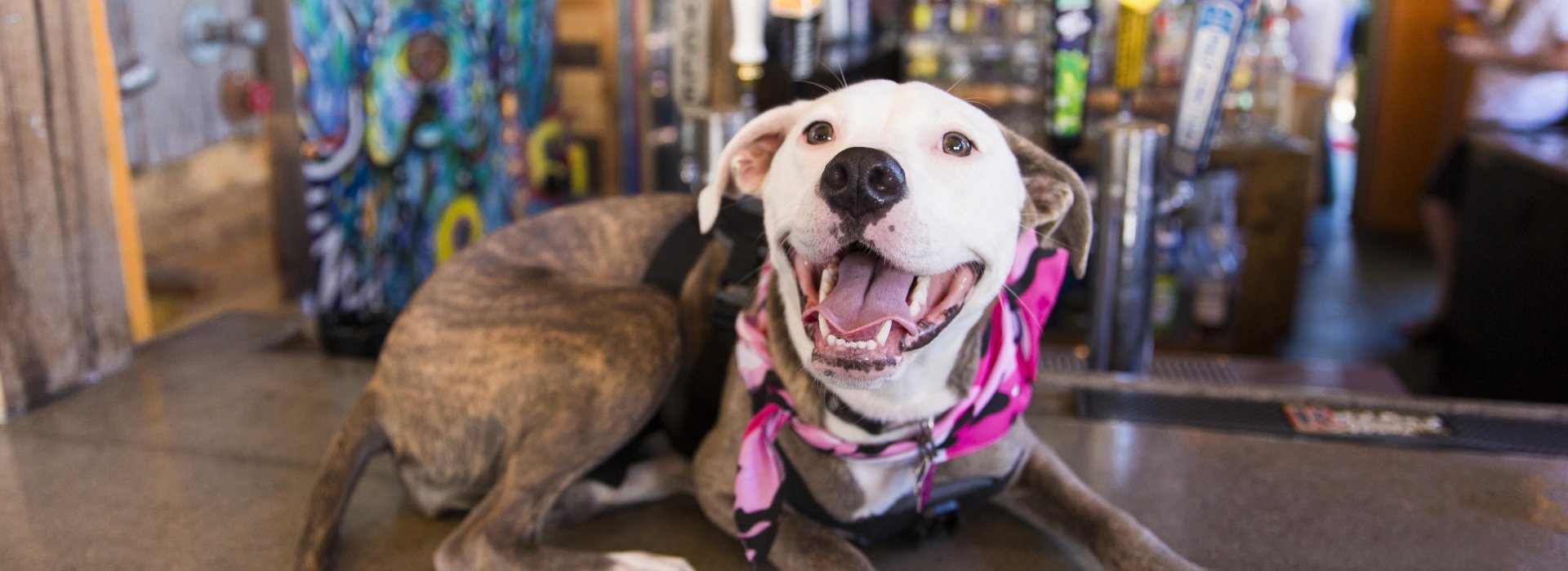 Dog with a pink bandana sits on top of the bar at Dog Bar in St. Pete.