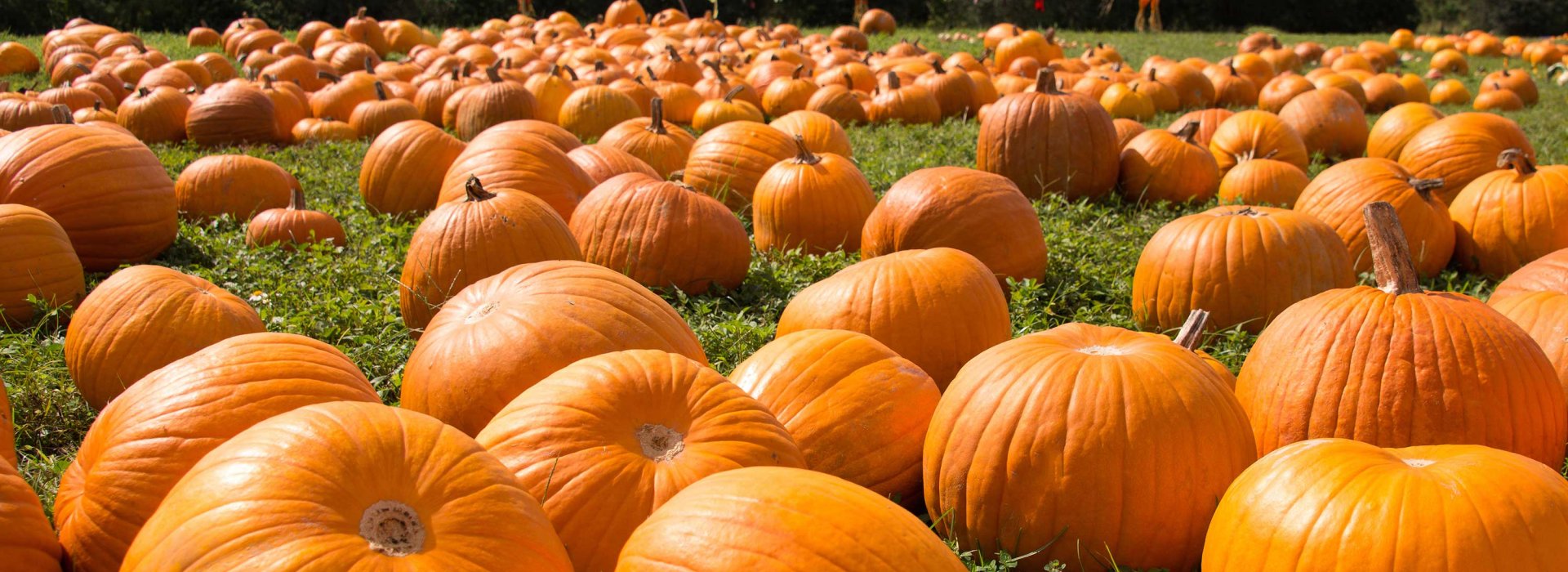 A stock image of a field of pumpkins.