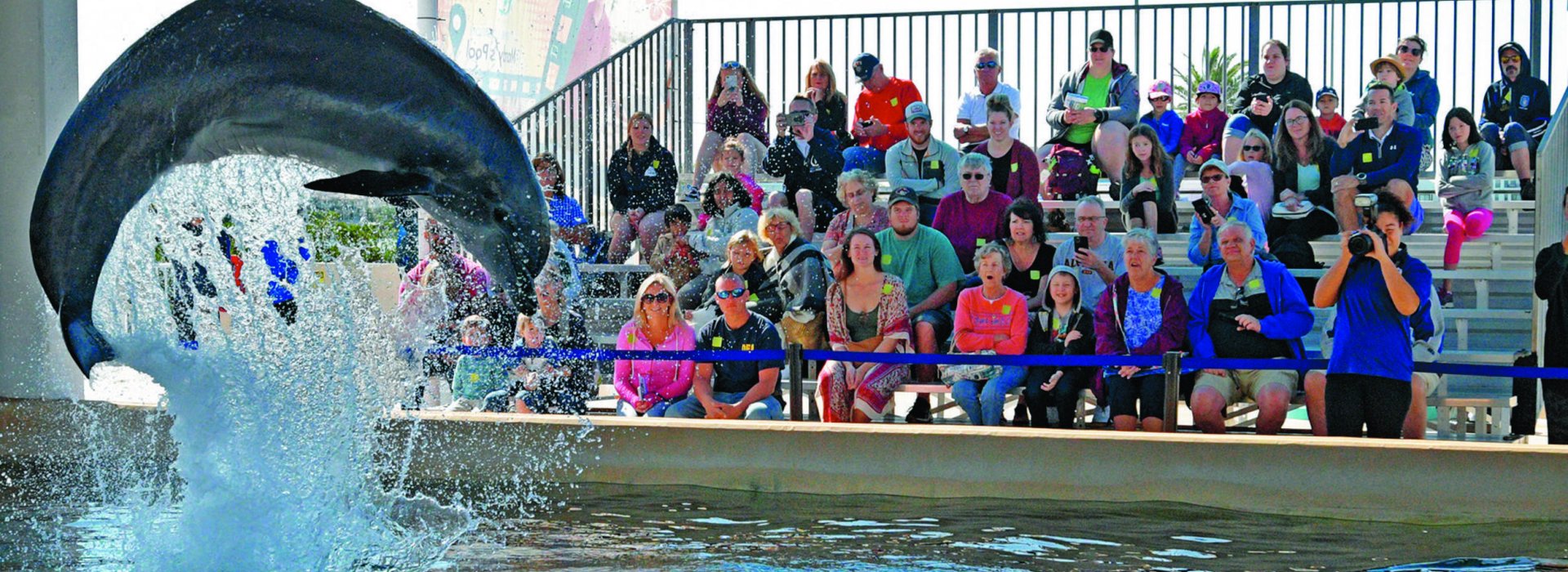 Dolphin leaps out of the pool as crowd in grandstand watches.