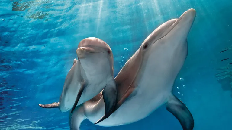 Winter and her companion at the Clearwater Marine Aquarium
