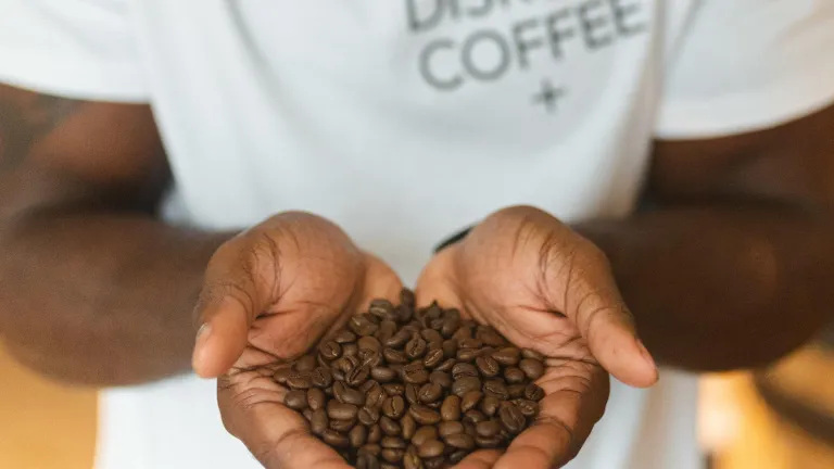 hands hold up freshly roasted coffee beans from Hogg Batch Coffee