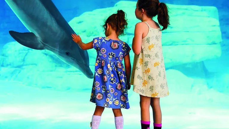 Two little girls in dresses stand at the huge window at the dolphin habitat at Clearwater Marine Aquarium