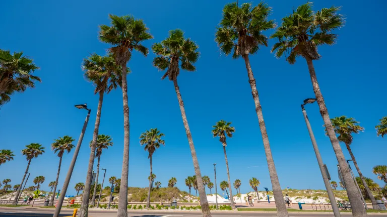 palm trees