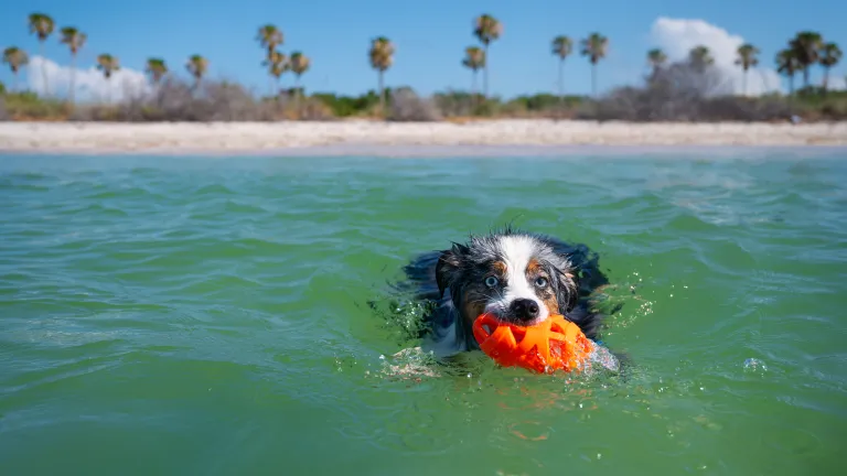 dog in ocean