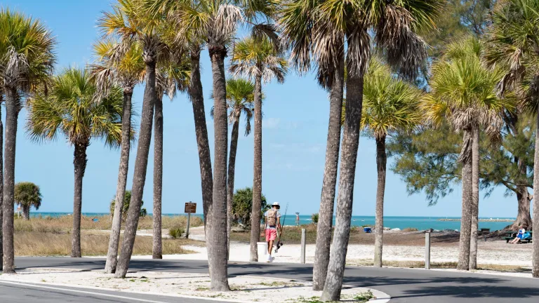a man walking from the parking lot toward Sand Key Park and beach; there are many palm trees nearby