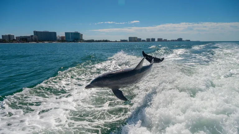 A dolphin leaping out of the ocean along the shores of St. Pete