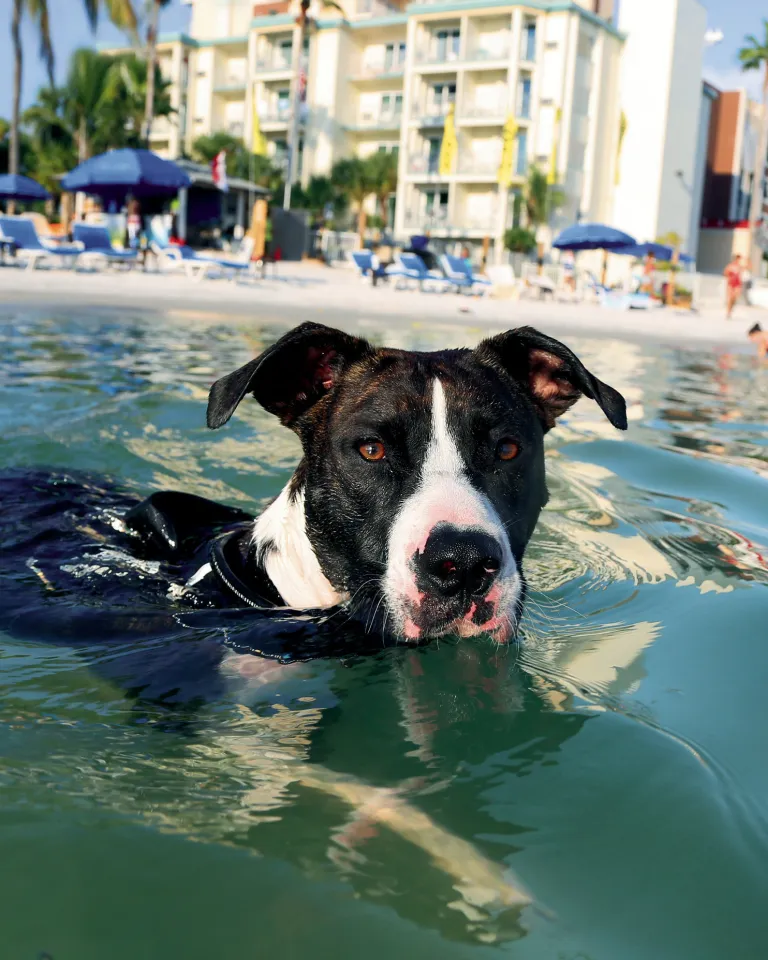 Black and White Dog swimming in the ocean with hotels and beach in background