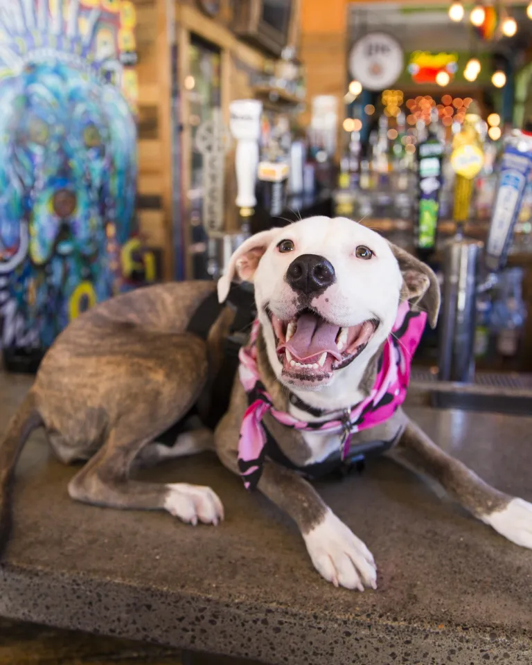 Dog with a pink bandana sits on top of the bar at Dog Bar in St. Pete.