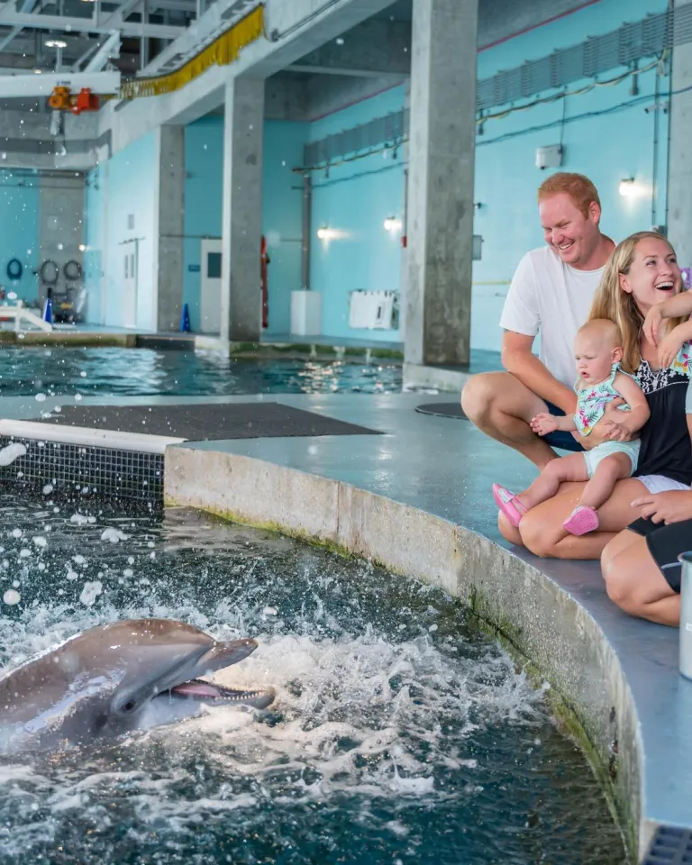 Family watches a dolphin show