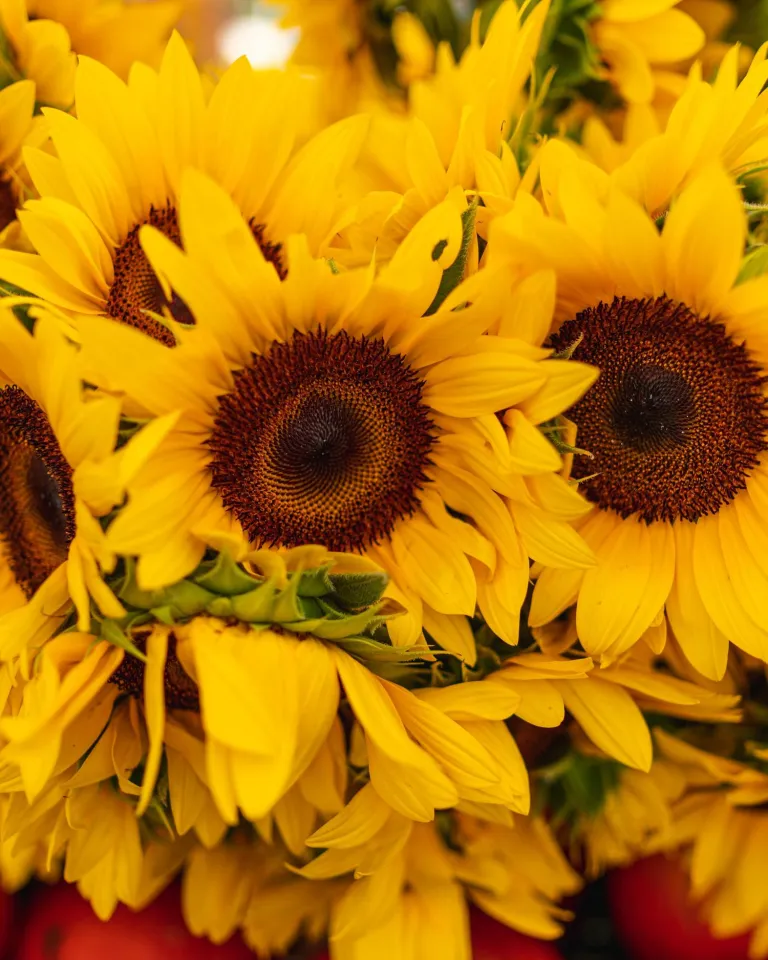 Saturday morning market sunflowers