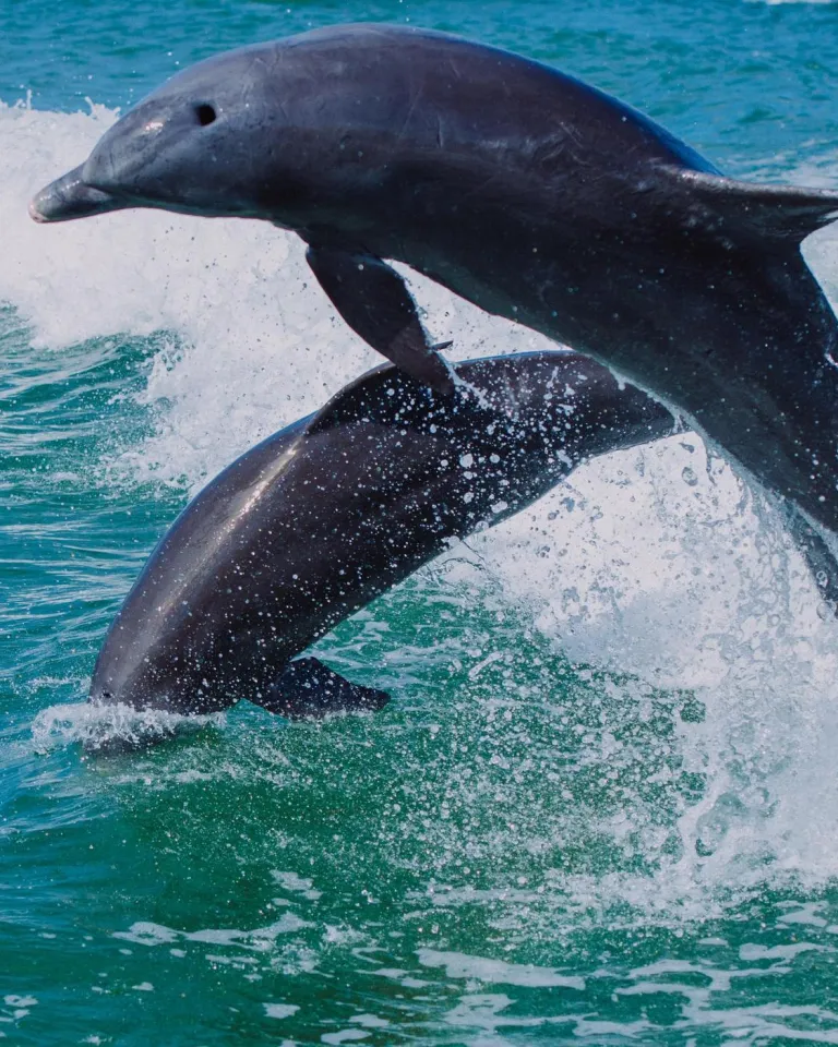 two dolphins leap in the wake of a boat in the Gulf
