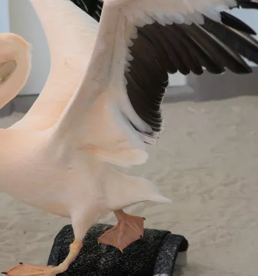 American White Pelican