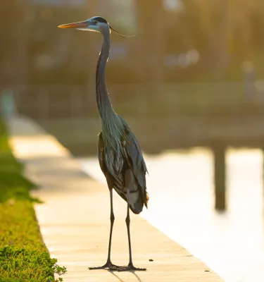 Great Blue Heron