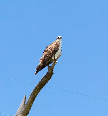 Osprey